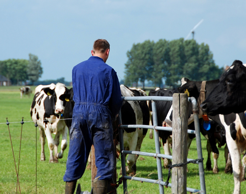 Image about: Gezondheidsrisico’s rondom veehouderijen: eerste duiding advies Gezondheidsraad